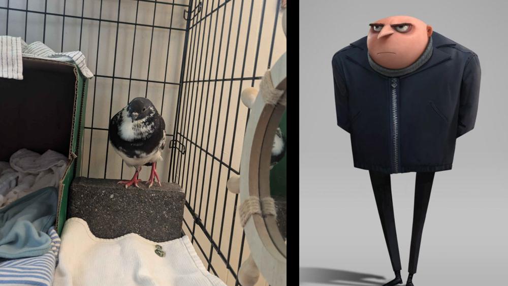 An image of a pigeon that looks like Gru next to an image of Gru